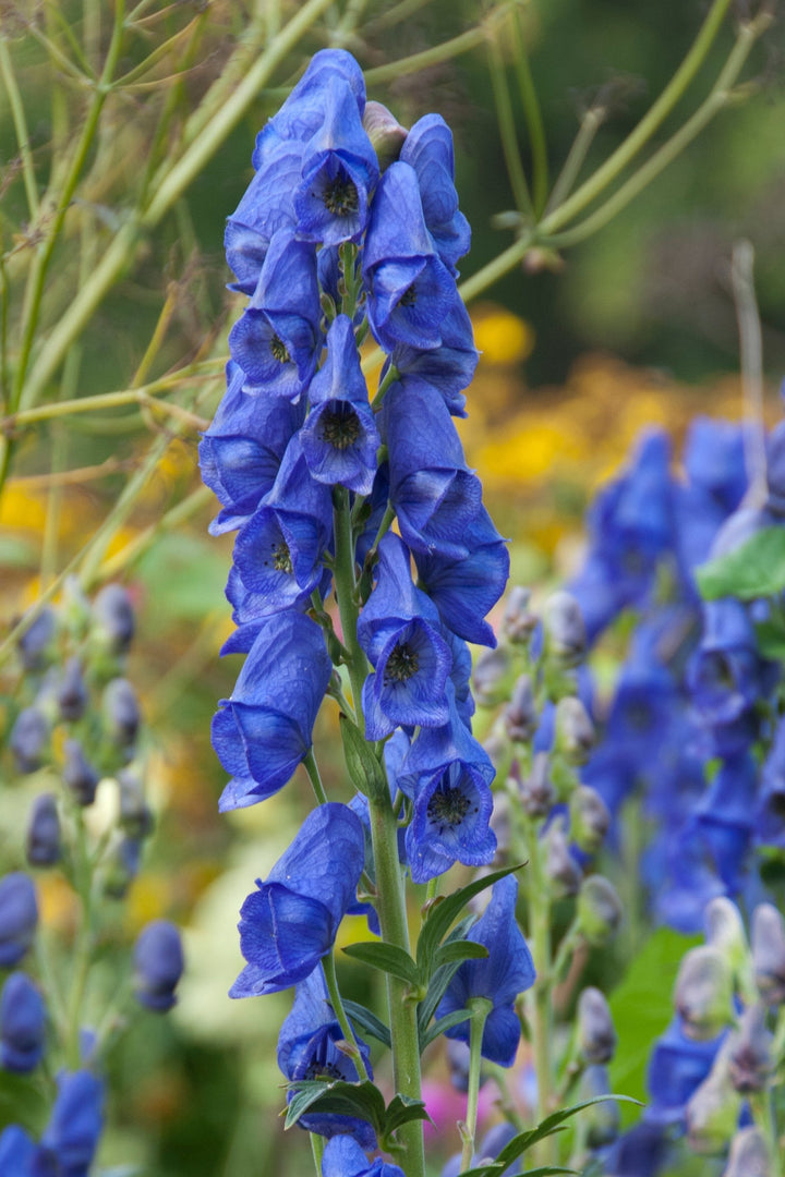 Aconitum carmichaelii 'Arendsii' AGM