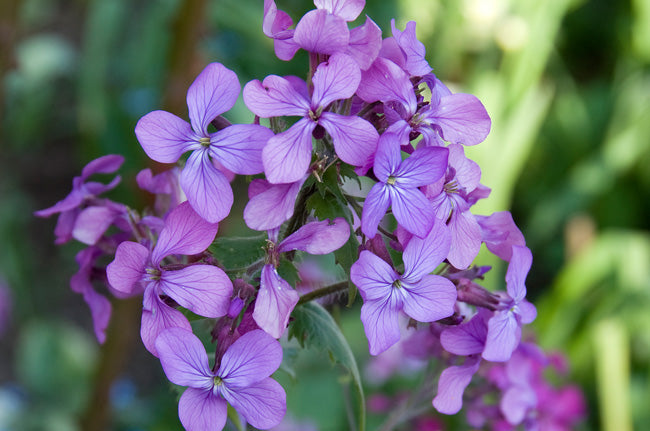 lunaria annua 