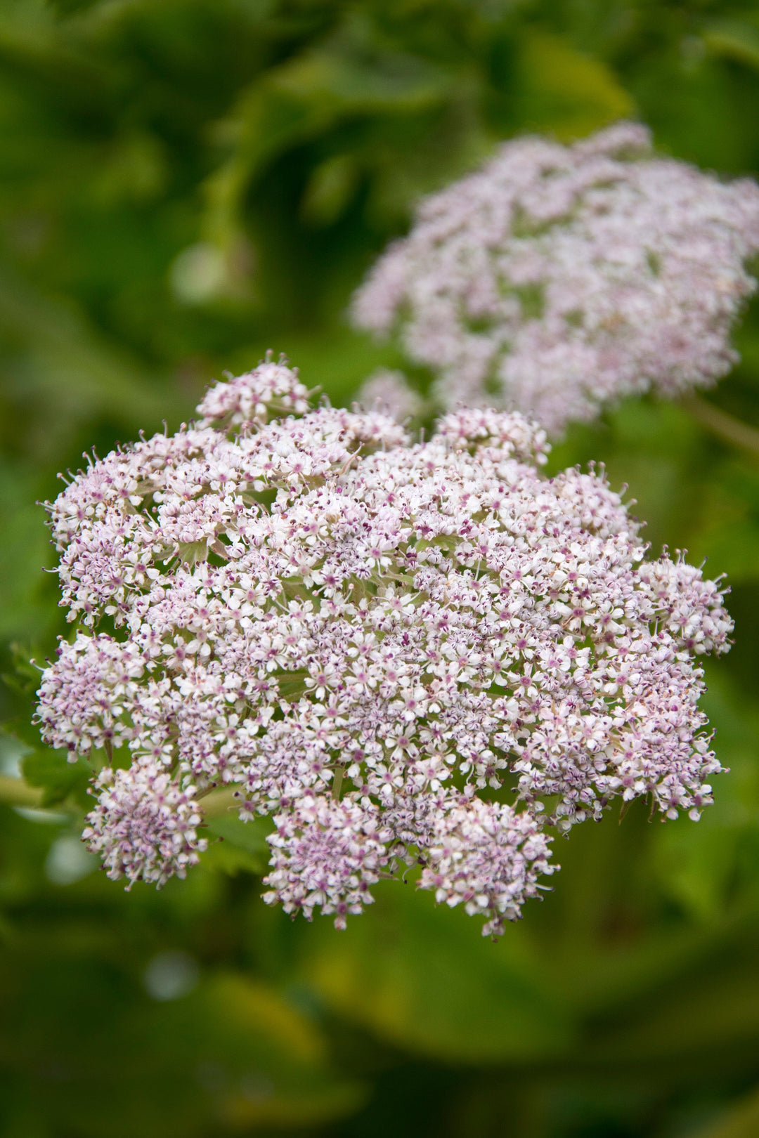melanoselinum_decipiens flower head white umbel