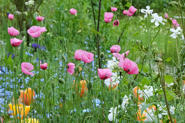 papaver-dubium 