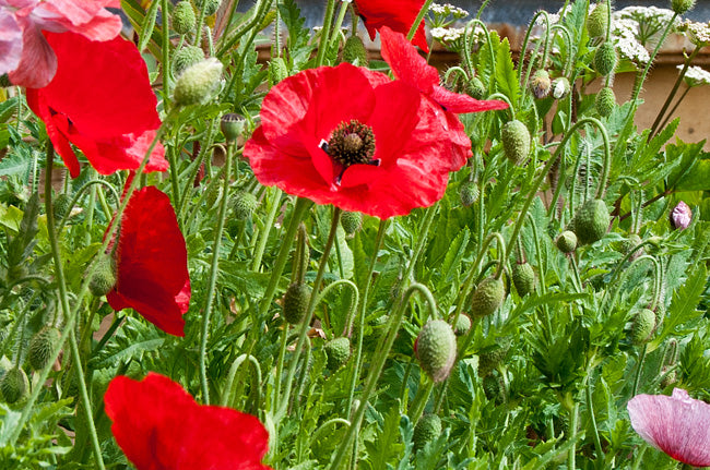 papaver rhoeas