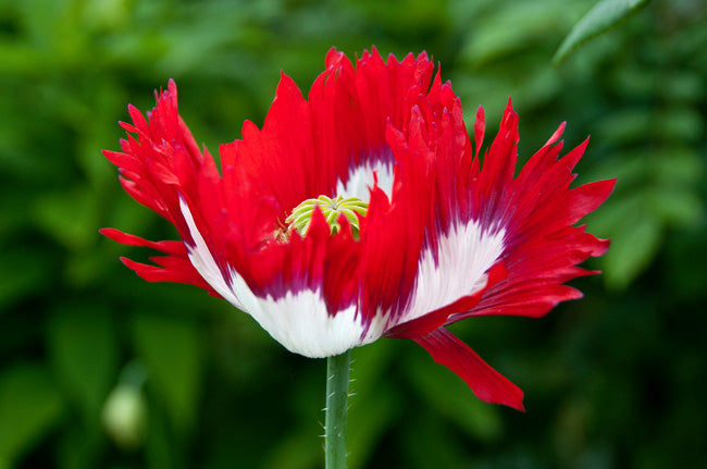 Great Dixter Seed-  Papaver somniferum Danish Flag