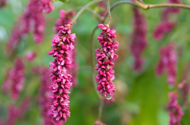 Great Dixter Seed-  Persicaria orientalis