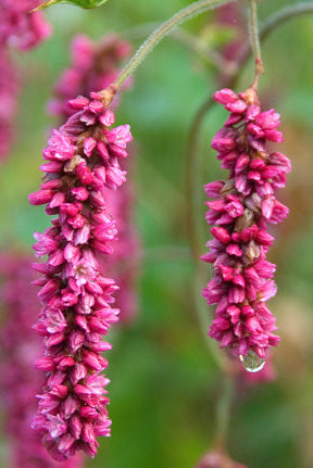 persicaria-orientalis